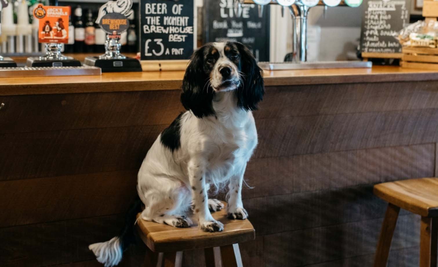 dog